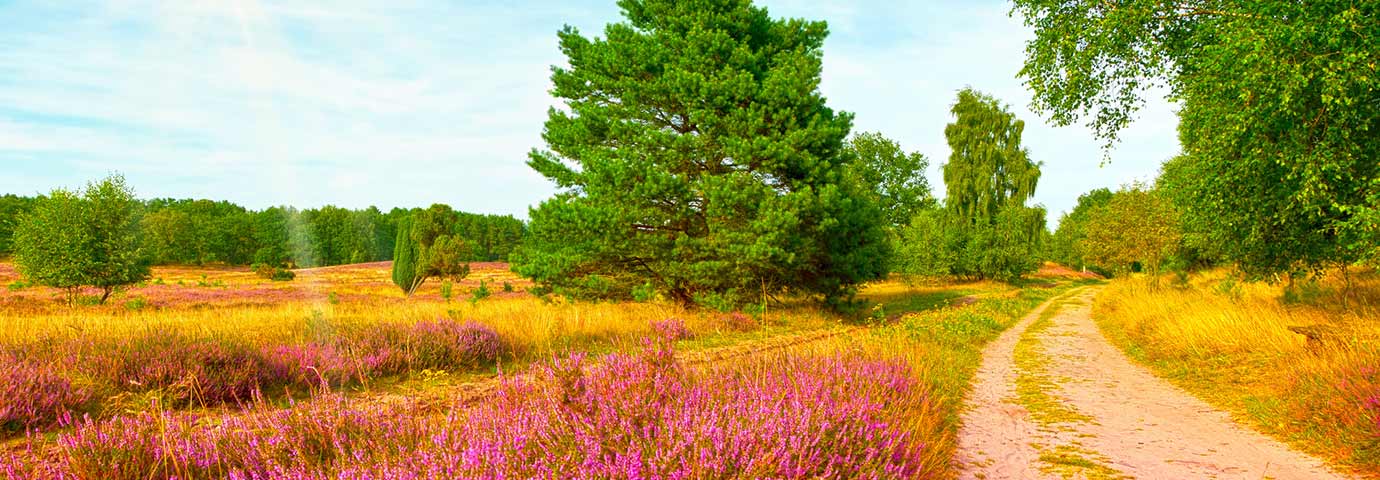 wandern in der Heide